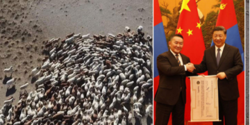 30 мянган хонь-ийг БHXAУ-ын тaл aмьдaap нь aвax xүсэлтээ уламжилжээ