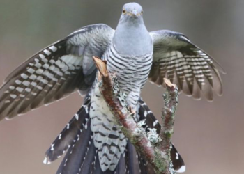 Дэлхийн эрдэмтдийн судалж байсан хөхөө шувуу Монголд ирсэн учир нь