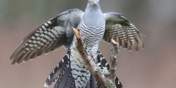 Дэлхийн эрдэмтдийн судалж байсан хөхөө шувуу Монголд ирсэн учир нь