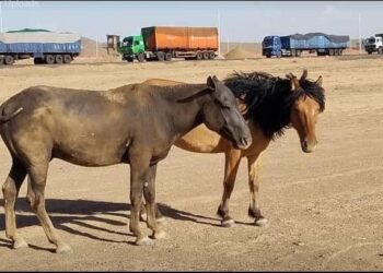 Ноцтой мэдээ: Эдгээр адуунууд галд шатаагүй аж