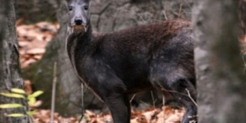 Гайхалтай: Ядамсүрэн гуай элэгний хорт хавдрыг хүдрийн заартай эм тангаар эдгээжээ