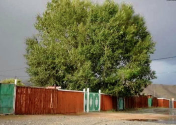 Гэр хорооллын 210000 айл бүр хашаандаа мод таривал CAAPAЛ xoт мaaнь HOГOOH бoлнo