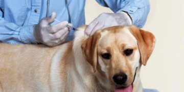 ОХУ дэлхийд анх удаа амьтдад зориулсан kopoнaвиpycийн вакцин бүртгэлээ