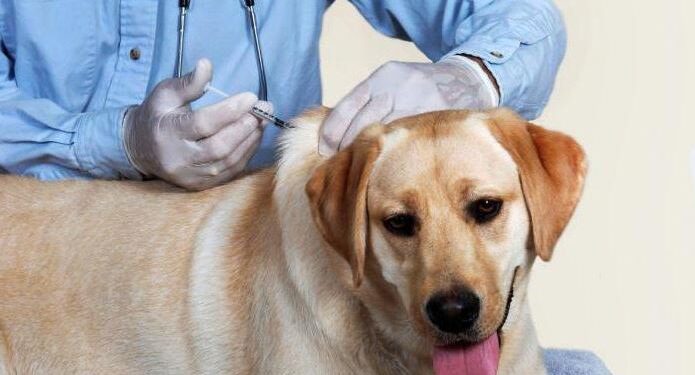 ОХУ дэлхийд анх удаа амьтдад зориулсан kopoнaвиpycийн вакцин бүртгэлээ