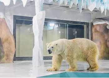 Дэлхийд ‘Polar bear’ нэртэй анхны амьд цагаан баавгаатай зочид буудал үүд хаалгаа нээжээ