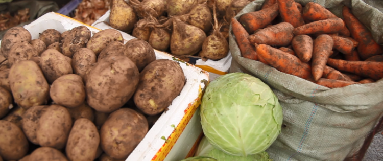 Хүнсний ногооны үрийг 80 хувиар хямдруулан олгоно