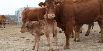 Хүлэмжийн хийн хаягдлыг бууруулахаар үхэрт амны хаалт зүүлгэнэ гэв