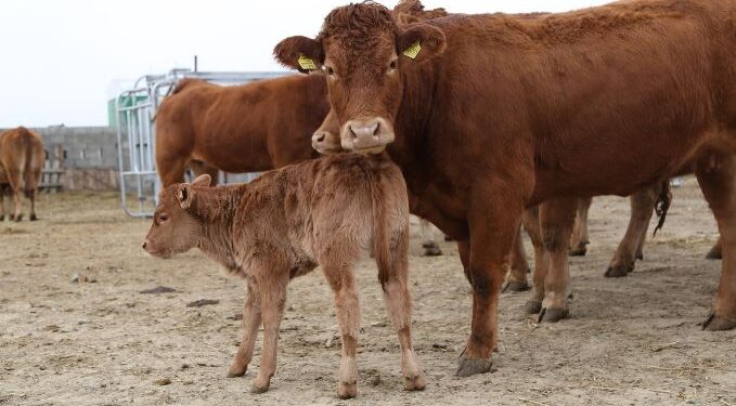 Хүлэмжийн хийн хаягдлыг бууруулахаар үхэрт амны хаалт зүүлгэнэ гэв