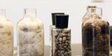 Хонины ноосоор бордоо хийсэн монгол хүний бүтээл дэлхийд гайхагдаж байна