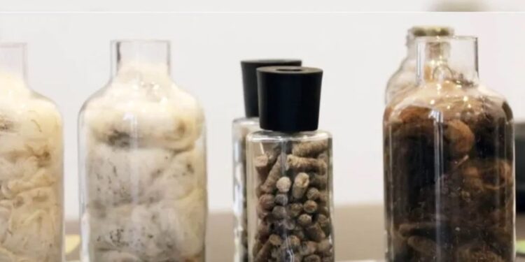 Хонины ноосоор бордоо хийсэн монгол хүний бүтээл дэлхийд гайхагдаж байна