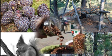 Самарт явсан 50 настай иргэн сураггүй болоод долоо хоножээ