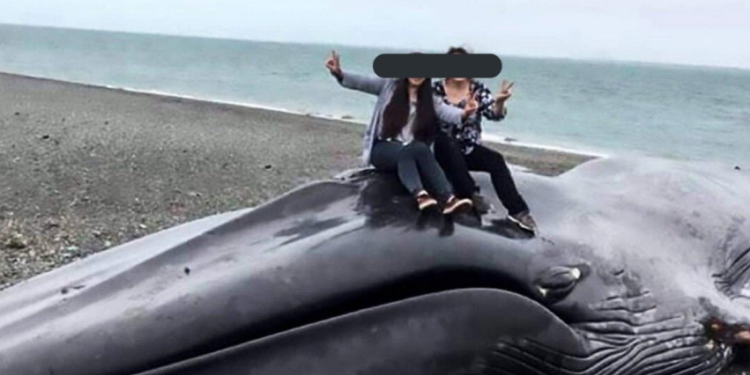 Хөвсгөлд далайд байсан сүүлийн халимыг ээж охин хоёр агнасан байна