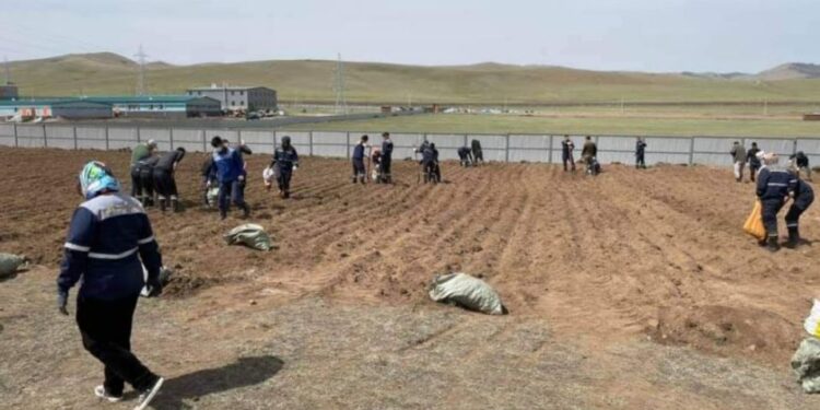 Тавантолгой түлш ХХК-ийн ажилчид өөрсдийн тарьсан ногоогоо хүнсэндээ хэрэглэнэ