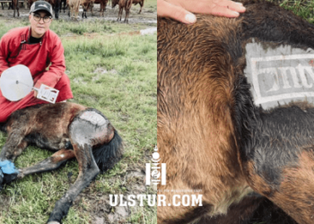 Сэтгүүлч Ч.Лодойсамбуу адуунд NTV гэсэн тамга тамгалсан нь олны дургүйцлийг хүргэж байна