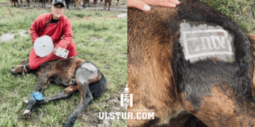 Сэтгүүлч Ч.Лодойсамбуу адуунд NTV гэсэн тамга тамгалсан нь олны дургүйцлийг хүргэж байна