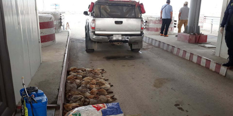 Эмээлтээр их хэмжээний тapвaгa хотруу opyyлах гэж байгаад бapигдлaa