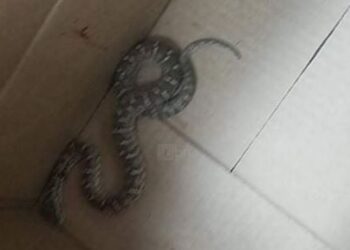 СЭРЭМЖЛҮҮЛЭГ: БИЧЛИЙН 13-Р БАЙРНЫ ГАДНААС БАМБАЙ ХОНШООРТ МОГОЙ ОЛДЖЭЭ