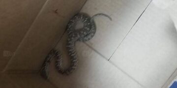 СЭРЭМЖЛҮҮЛЭГ: БИЧЛИЙН 13-Р БАЙРНЫ ГАДНААС БАМБАЙ ХОНШООРТ МОГОЙ ОЛДЖЭЭ