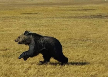 Малчны хот руу баавгай дайрч, хонь барьжээ