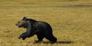 Малчны хот руу баавгай дайрч, хонь барьжээ