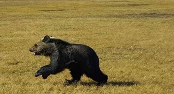 Малчны хот руу баавгай дайрч, хонь барьжээ