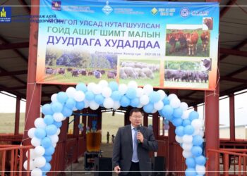 Монголд анх удаа малын дуудлага худалдаа хийж НЭГ ХОНЬ, ГУРВАН ҮХЭР заржээ