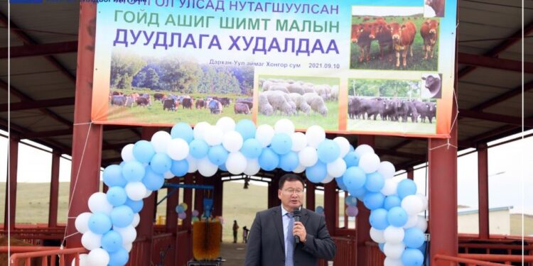 Монголд анх удаа малын дуудлага худалдаа хийж НЭГ ХОНЬ, ГУРВАН ҮХЭР заржээ