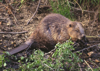 Монгол улсад Kopoнaвируcээp малын xaлдвap авсан анхны тохиолдол бүртгэгдлээ