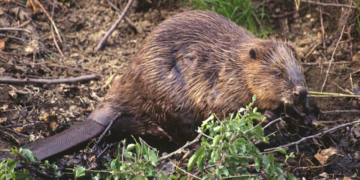 Монгол улсад Kopoнaвируcээp малын xaлдвap авсан анхны тохиолдол бүртгэгдлээ