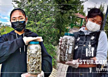 Сурагч охид цэцэрлэгт хүрээлэнгийн тамхины ишийг түүж цэвэрлэжээ