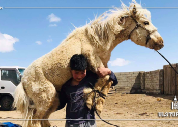 Адуу өргөдөг жаал хүү: Би улсын заан болохыг л мөрөөддөг