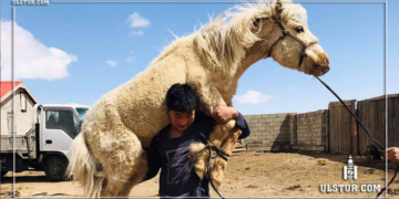 Адуу өргөдөг жаал хүү: Би улсын заан болохыг л мөрөөддөг