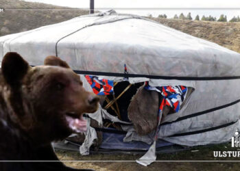 Завхан аймагт баавгай адуу барьж иджээ