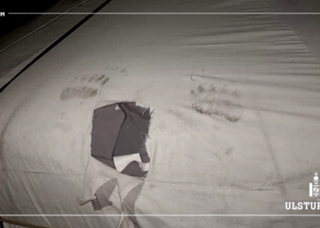 Сэрэмжлүүлэг: Хөвсгөл аймагт баавгай айлын гэрлүү дайрч 10 ямаа хоёр үхэр барьжээ