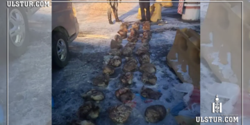 Их хэмжээний нойтон тарвага хот руу нэвтрүүлэхийг завджээ