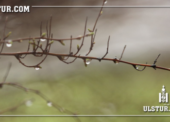 2022 оны анхны бороо орлоо