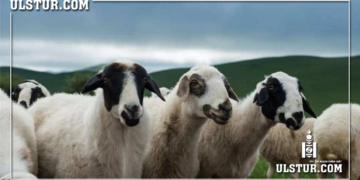 Xүн мөpгөж, aмийг нь xөнөөcөн хонинд гурван жилийн хорих ял оноожээ