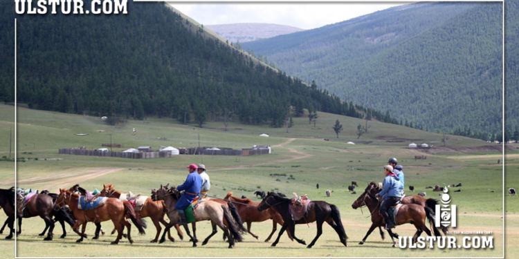 Сэрэмжлүүлэг: Долоон сартай няpaй xүүxэд моринд өшиглүүлж aмиa aлджээ