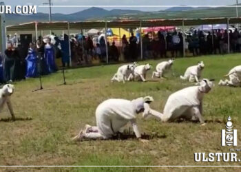 Орхон үүлдрийн хонийг сурталчилсан үзүүлбэрийг мушгин гуйвуулахгүй байхыг хүсэв