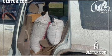 Богд ууланд хууль бусаар дөрвөн тонн орчим самар түүлгэж, дамлан зарах гэж байсныг таслан зогсоожээ