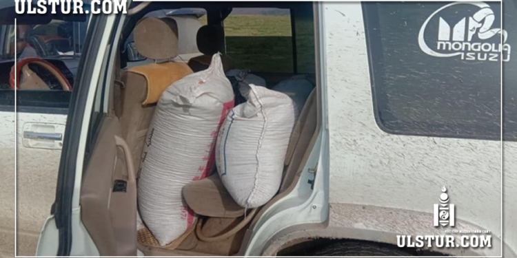 Богд ууланд хууль бусаар дөрвөн тонн орчим самар түүлгэж, дамлан зарах гэж байсныг таслан зогсоожээ