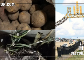 Монгол руу тал шуудай төмс оруулахыг завдсан Орос эмэгтэйг саатуулжээ