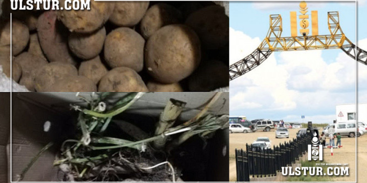 Монгол руу тал шуудай төмс оруулахыг завдсан Орос эмэгтэйг саатуулжээ