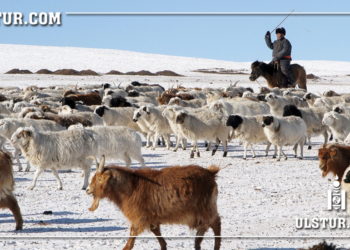 Монгол улс түүхэндээ хамгийн олон буюу 71.1 сая мал тоолууллаа
