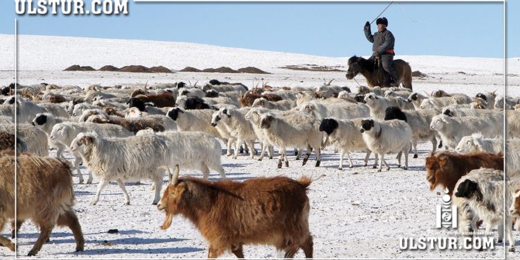 Монгол улс түүхэндээ хамгийн олон буюу 71.1 сая мал тоолууллаа