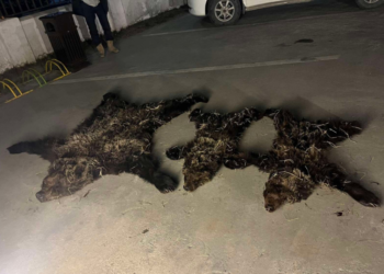 Хэнтийд хүрэн баавгайг сар ч хүрээгүй хоёр бамбарууштай нь агнасан хэрэг гарчээ