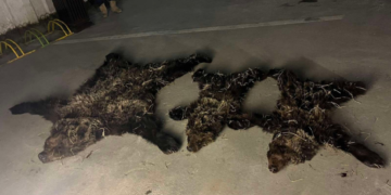 Хэнтийд хүрэн баавгайг сар ч хүрээгүй хоёр бамбарууштай нь агнасан хэрэг гарчээ