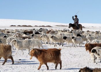 Гурваас доош ам бүлтэй малчин айлуудад туслах хүн хүч илгээж байна