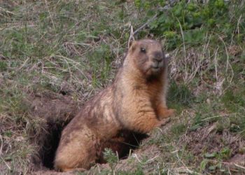 “Тарваган тахал өвчнөөс урьдчилан сэргийлэх хяналт шалгалт үргэлжилж байна”